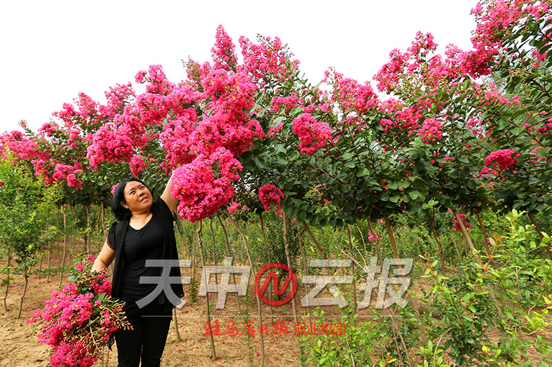 紫薇花开满庭院,紫薇花盛开的季节