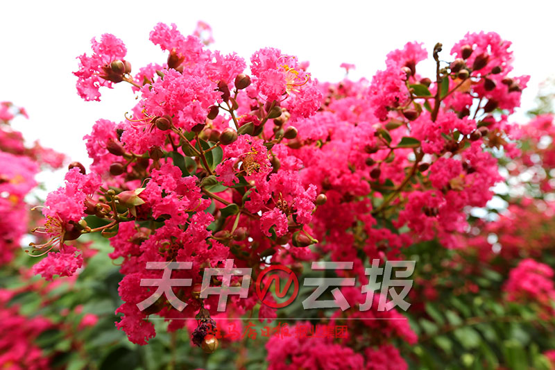 紫薇花开满庭院,紫薇花盛开的季节