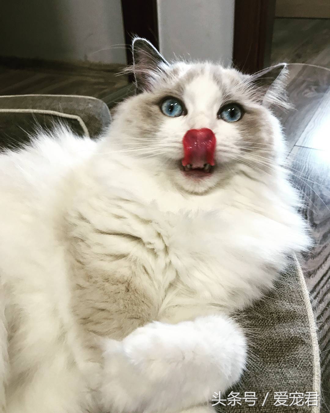 猫咪郁闷可吃什么药,怎么纠正猫咪玩耍喜欢伸爪子