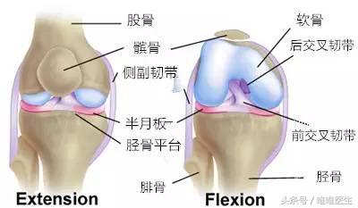 绝对干货膝盖损伤知识一网打尽,膝关节疼痛知识科普