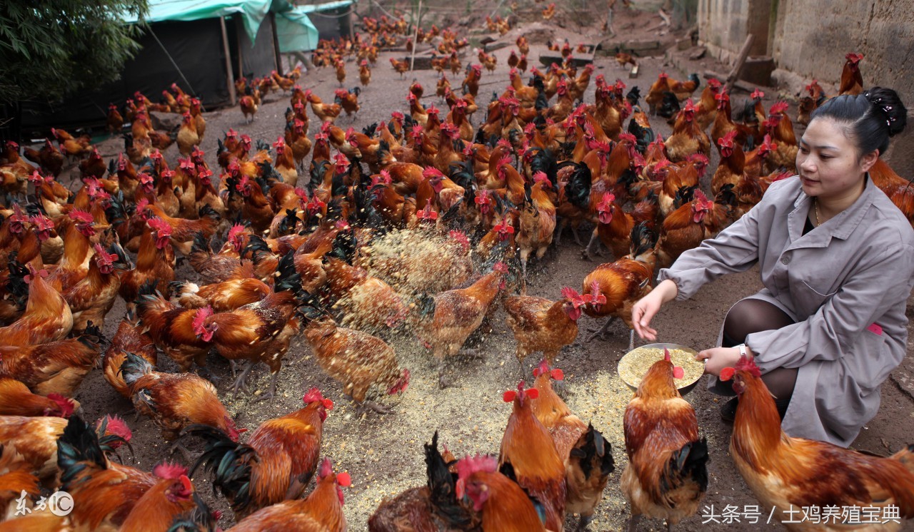 鸡产蛋鸡死病怎么治,鸡中暑的特效药