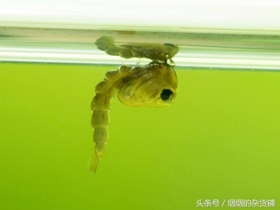 十种很常见但是不为人知的昆虫,盘点你没见过的昆虫