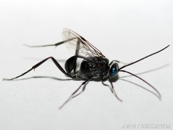 十种很常见但是不为人知的昆虫,盘点你没见过的昆虫