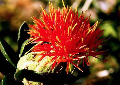 藏红花多少钱一克,藏红花什么时候喝最好