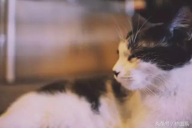 修图师会用哪些修图软件,修图师都用ps么