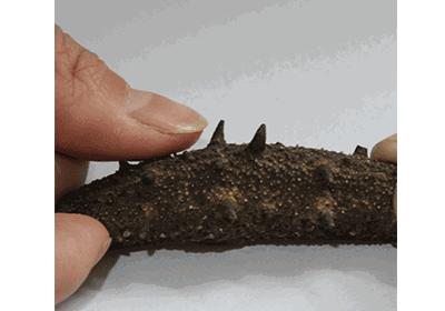 常吃海参的人身体会发生哪些变化,经常吃鸡蛋的人快看看吧