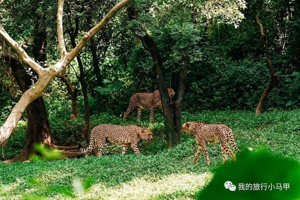 珠海长隆野生动物园旅游攻略,广州长隆自驾游旅游攻略