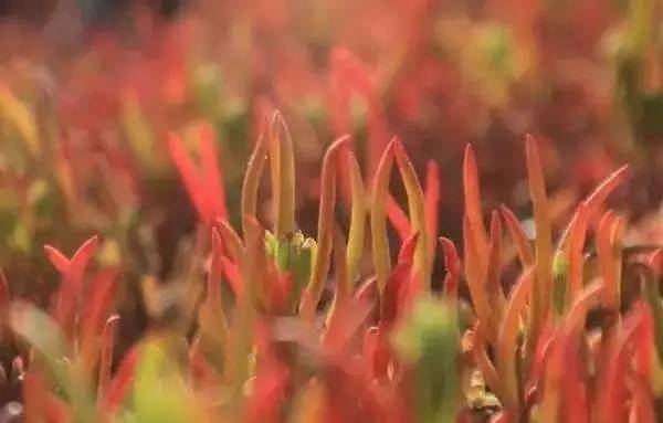 湿地陆地植物有哪些,湿地里的仙人掌