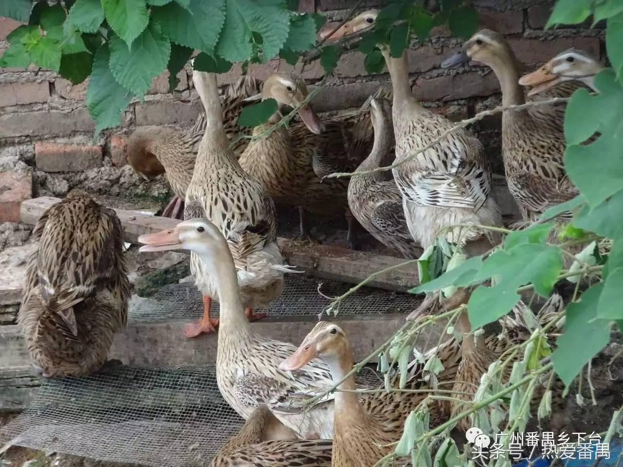 洛溪大桥为啥有个名字,洛溪大桥为什么叫洛溪大桥