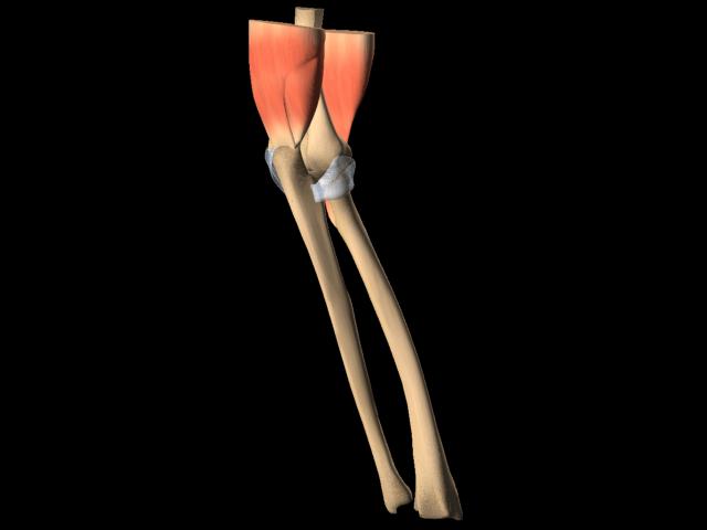4岁左桡骨小头骨皮质断裂,小孩桡骨小头发育缺失