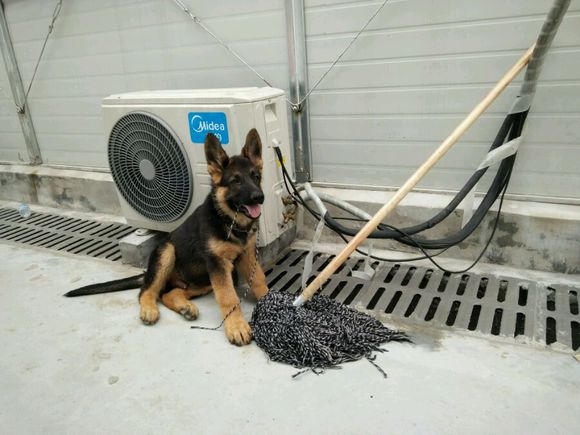 一只德牧从出生到长大的变化,平背短毛德牧幼犬1-12个月变化图