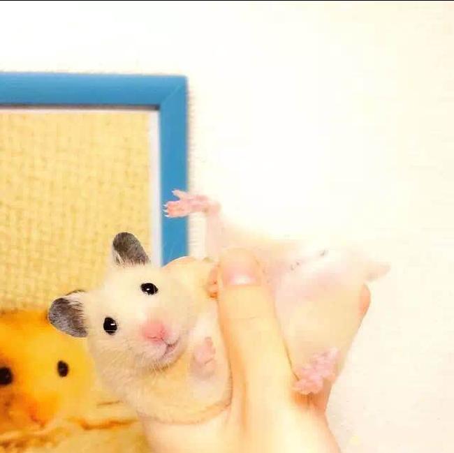 仓鼠宠物沟通,仓鼠宠物怎么上手训练