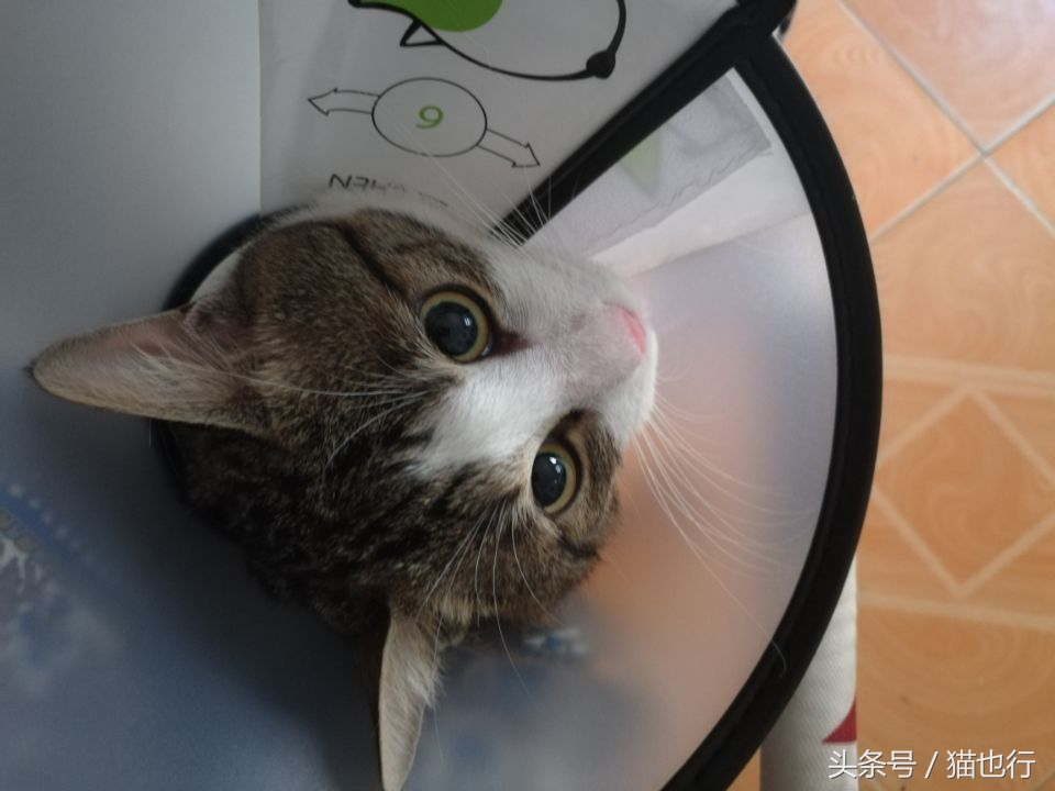 捡的小流浪猫容易养活吗,捡一只流浪猫大概要花多少钱