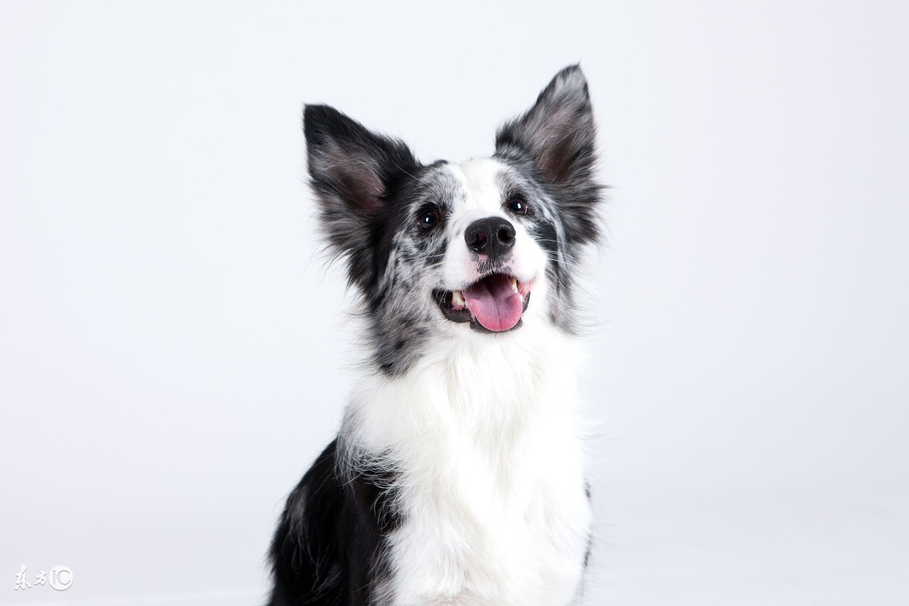 狗狗得狗瘟怎么治疗,狗狗得狗瘟症状有哪些