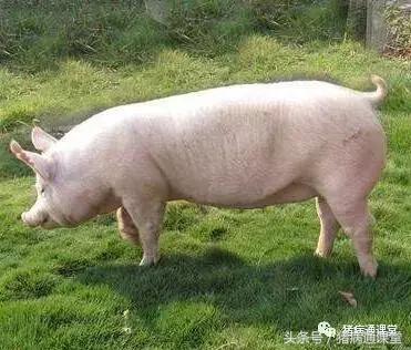大猪跛脚原因和治疗,猪跛腿怎么治疗