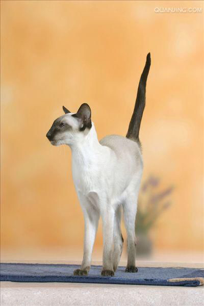 每日一猫暹罗猫,猫界保姆暹罗猫