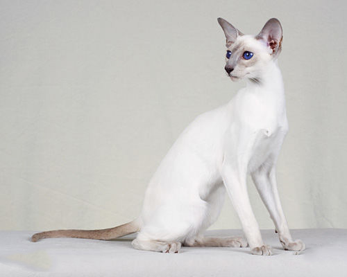 每日一猫暹罗猫,猫界保姆暹罗猫