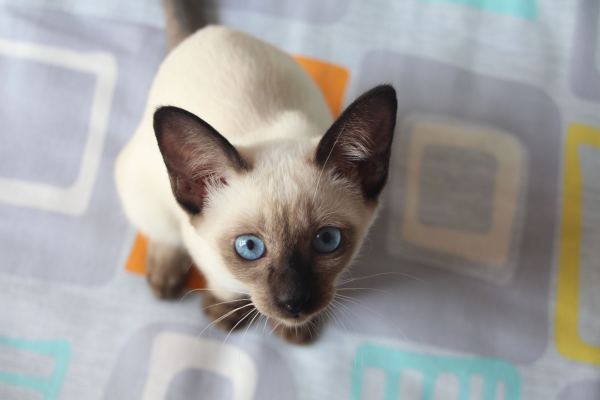 每日一猫暹罗猫,猫界保姆暹罗猫