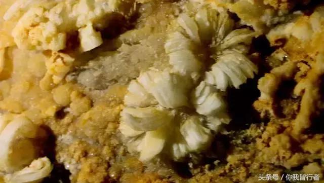 在深达数百米的天坑，大熊猫曾经到此一游