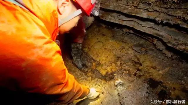 在深达数百米的天坑，大熊猫曾经到此一游