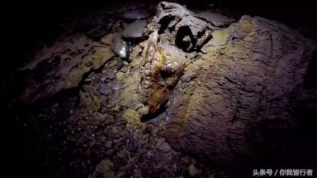 在深达数百米的天坑，大熊猫曾经到此一游