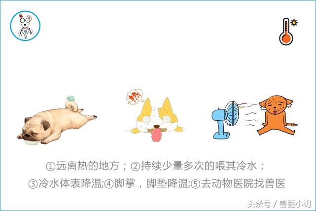 萨摩耶犬中暑怎么救,萨摩耶被寄养受伤