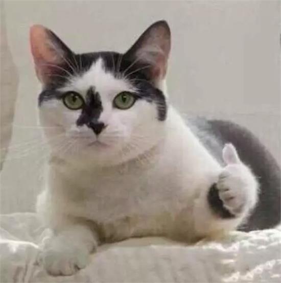 开车抽烟不掉烟灰,开窗户抽烟烟味多久能散