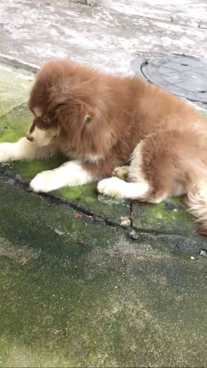 给狗治病花了160万,狗治疗犬瘟