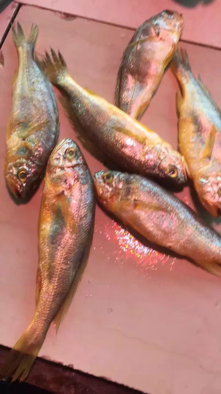 揭秘黄花鱼用“福尔马林”浸泡保鲜是真的吗