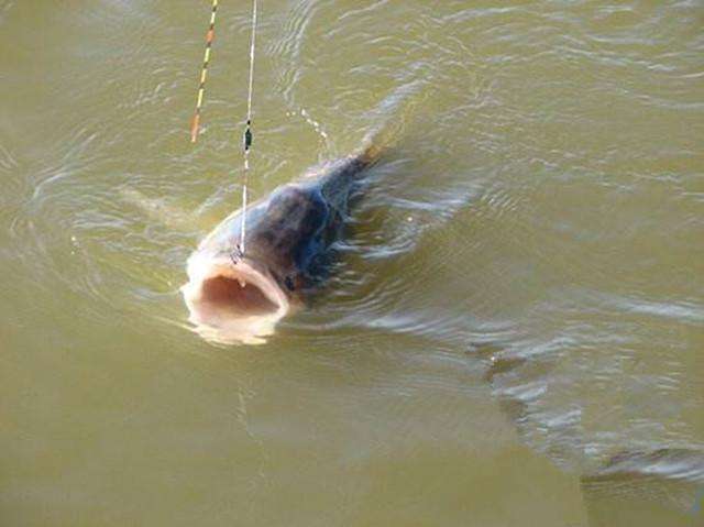 水库野钓鲤鱼饵料经典配方,自制野钓鲤鱼草鱼什么饵料最佳