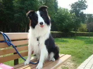 如何训练边境牧羊犬基本动作,怎么训练边境牧羊犬