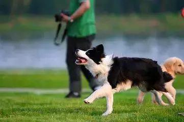 如何训练边境牧羊犬基本动作,怎么训练边境牧羊犬