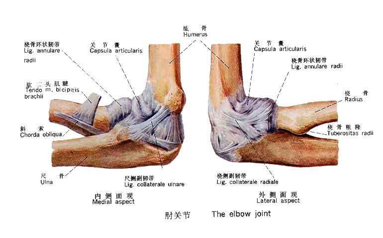 4岁左桡骨小头骨皮质断裂,小孩桡骨小头发育缺失