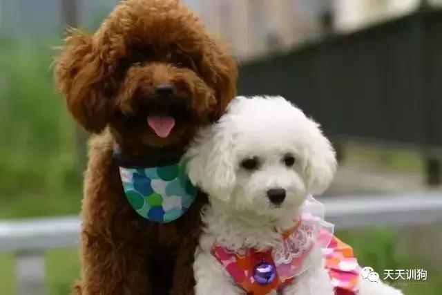 狗狗毛发褪色怎么回事如何解决,比熊狗狗鼻子褪色什么原因