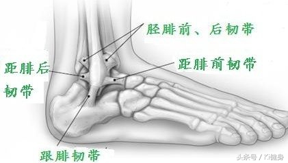 小腿血管解剖,小腿解剖3d动图