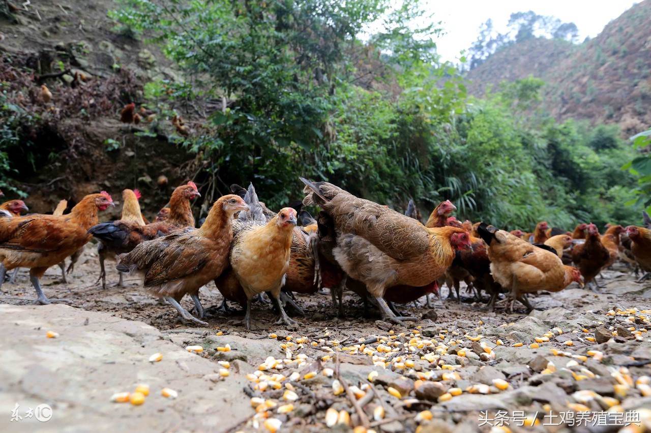 小苏打和青霉素能同时喂鸡吗,土鸡腺肌胃炎用什么药