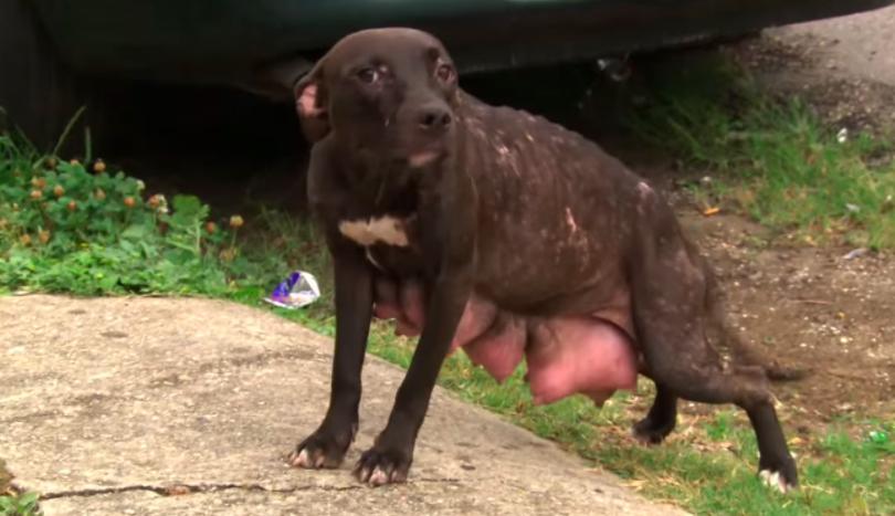 涨奶的小狗,涨奶狗