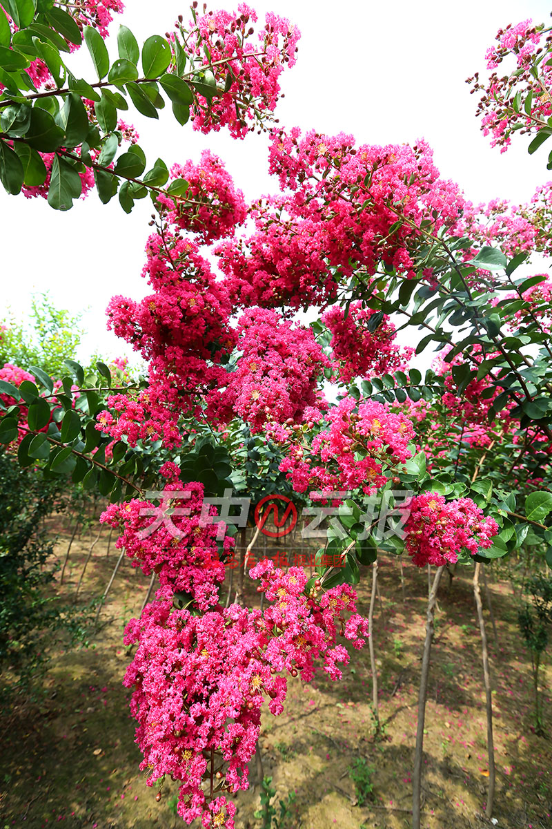 紫薇花开满庭院,紫薇花盛开的季节