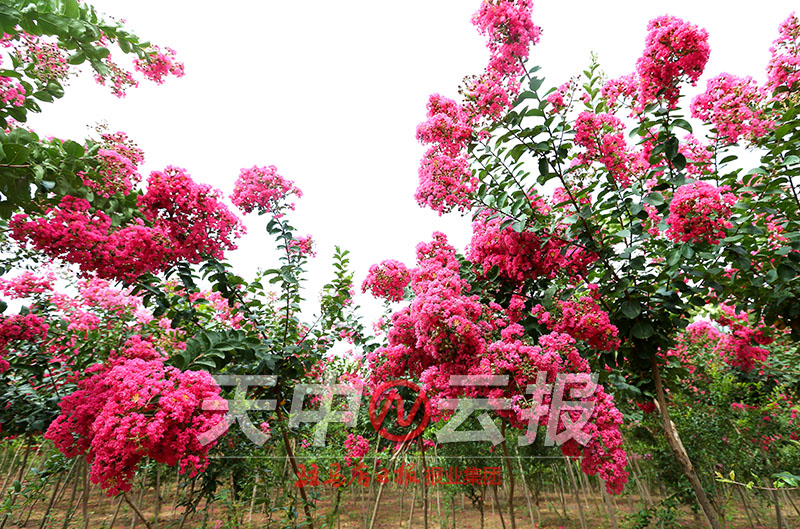 紫薇花开满庭院,紫薇花盛开的季节