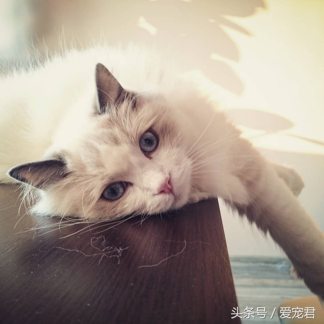 猫咪郁闷可吃什么药,怎么纠正猫咪玩耍喜欢伸爪子