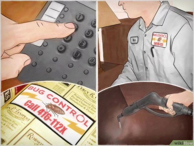 如何清除床虱,广东床虱怎么清除