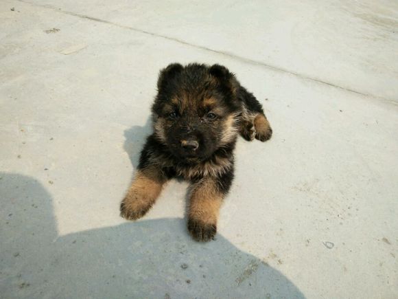 一只德牧从出生到长大的变化,平背短毛德牧幼犬1-12个月变化图