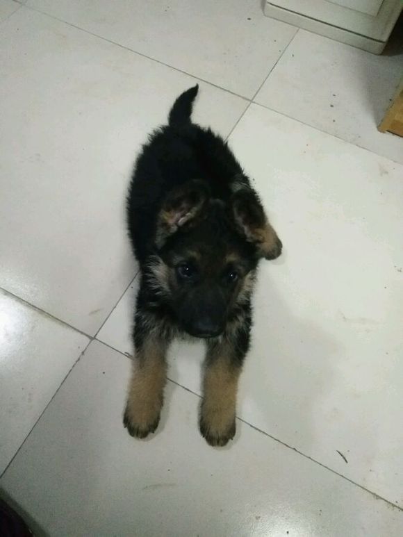 一只德牧从出生到长大的变化,平背短毛德牧幼犬1-12个月变化图