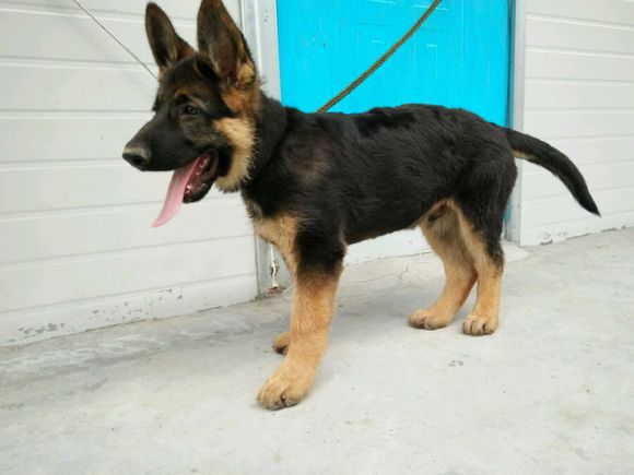 一只德牧从出生到长大的变化,平背短毛德牧幼犬1-12个月变化图