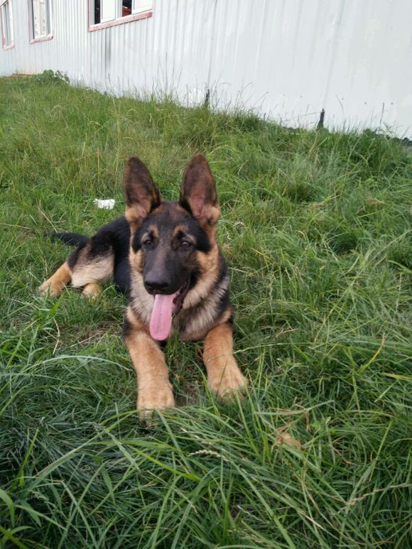 一只德牧从出生到长大的变化,平背短毛德牧幼犬1-12个月变化图