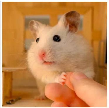 仓鼠宠物沟通,仓鼠宠物怎么上手训练