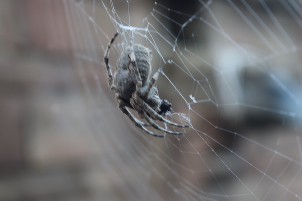 农村上的大蜘蛛是益虫还是害虫,农村生活中常见的蜘蛛