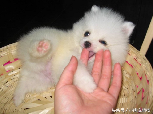 博美宠物狗的关注事项,博美疾病怎么预防