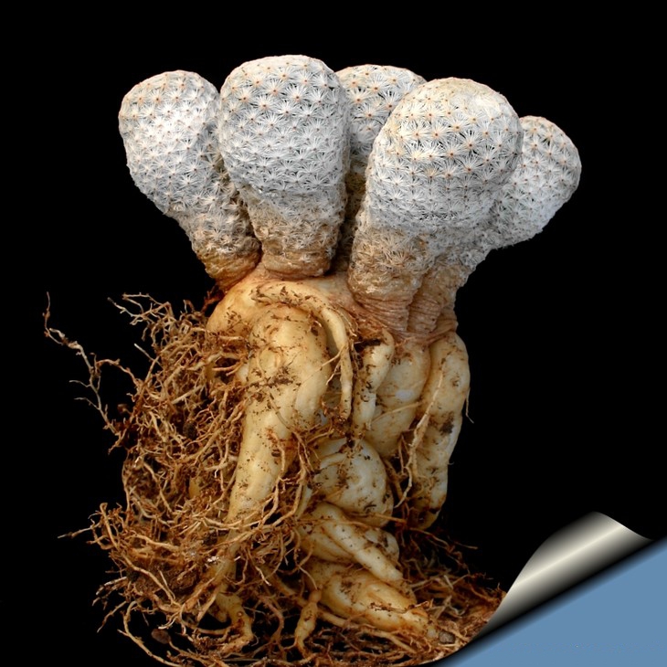 如何让多肉快速长大,怎样让多肉快速长大