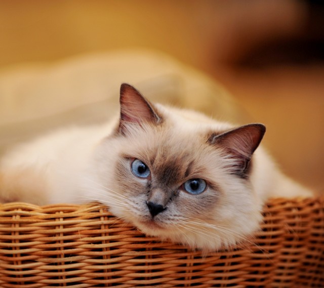 猫咪呕吐白色黏液是怎么回事,猫咪吃驱虫药后呕吐怎么回事